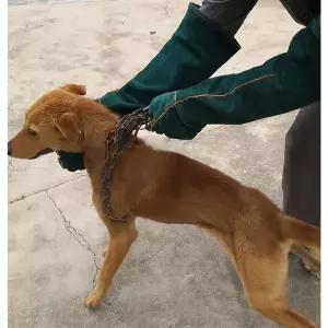 클래식 물림방지 가죽장갑 훈련 강아지 소가죽 느낌상점 방지 할큄