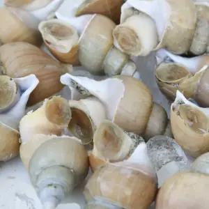 아마마 국내산 백골뱅이