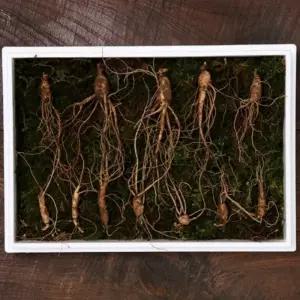 VDG 산양산삼 7년근 중 대12뿌리 한지박스+금색보자기 선물포장 삼선물 한가위 세트 결혼