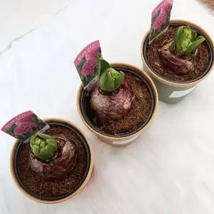 히야신스 3종세트