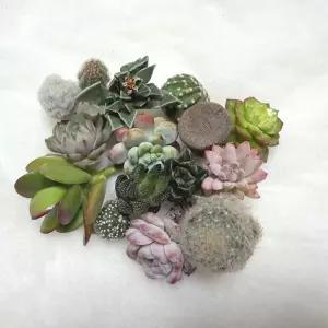 미니 다육식물 15개 세트 다육자구 선인장