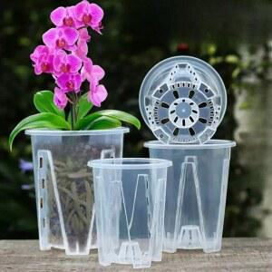 팔레놉시스 호접란 키우기 선물 행운 분갈이 테이블