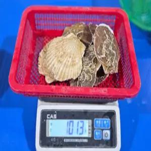 싱싱한 북해도 참가리비 1kg