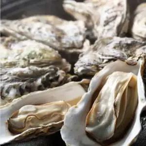 산지직송 통영석화3kg