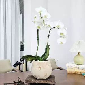 베트남 빈티지 엔티크 미니 롱 볼 토분 화분 14x14cm정원용품 분갈이 홈가드닝 식물키우기 꽃키우기 원예용