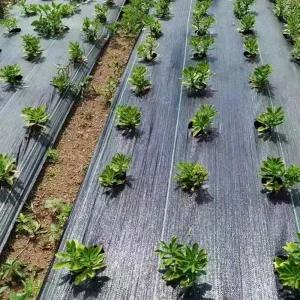 잡초차단 제초매트 50cm x 100m 농사 농업용유공멀칭비닐 주말농장 억제 성장 텃밭