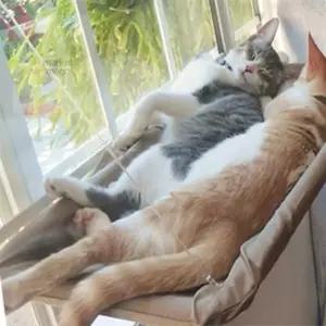 마켓다인 고야이 창문 해먹 고양이침대 창틀고이해먹 선반 방석 의자 고이집 캣선반 냥이 펫방석 튼튼한