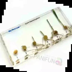 식물관찰 식물표본 옥수수 생물표본 자연전시 씨앗관찰 과학교구 생물관찰