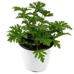 모기 기피 퇴치 식물 나무 벌레가 싫어하는 식물