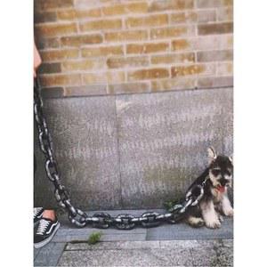 쇠사슬모양 개줄 애견 1.5m 스테인레스 리드줄 스텐 ID 진돗개 펜던트 체인