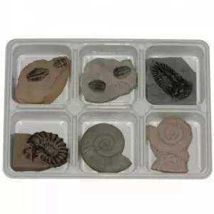 . 암모나이트3종 삼엽충3종 교과서에는 아리랑과학 ARI 화석이야기