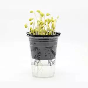 초등 손쉬운 콩나물키우기 컵재배 콩두번키우기 재배과정 관찰일지기록 5개