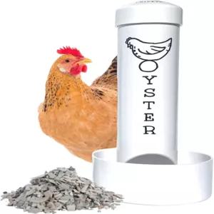 닭을 위한 굴 껍질 먹이기