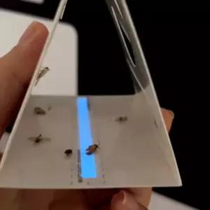 페스트세븐 화랑곡나방트랩 x 4 야광기능 쌀벌레 끈끈이