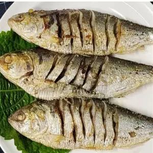 엘빈 국내산전어 냉동전어 2KG 급속냉동