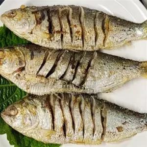 엘빈 국내산전어 냉동전어 3kg