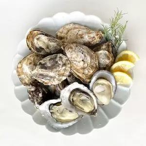 [신세계라이브쇼핑][남해촌놈들] 산지직송 프리미엄 생굴 석화 개체굴 2kg