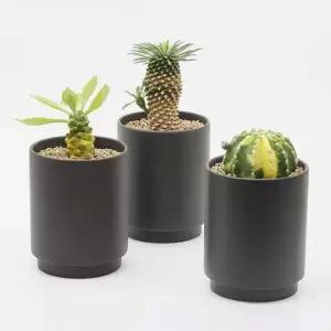 실내 식물 인테리어 선물용 테이블 플랜테리어 화분 집들이 집들이선물 사무실 탁상용 도자기 축하 작은