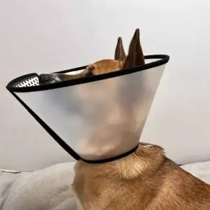 강아지 깔대기 반투명 특대 넥카라