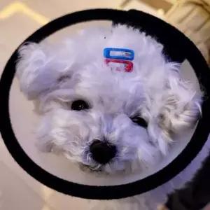 깔대기 강아지 7호 반투명 넥카라