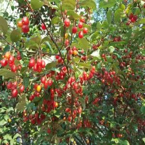 [나무의모든것]왕보리수나무묘목 2년생 /유실수,접목묘