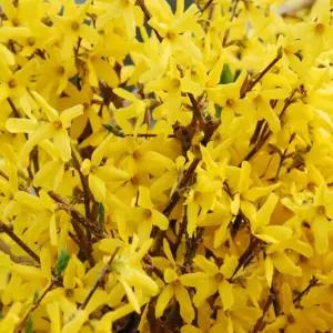 개나리 꽃 나무 묘목