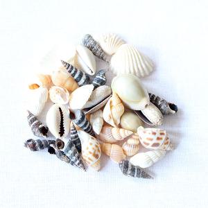 레진아트/바다친구들/작은조개와 소라껍데기 모음