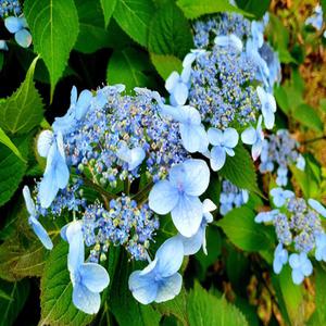 [경북묘목] 엔들레스 썸머  원예수국 목수국 5치포트묘 60cm이상 분묘 판매중