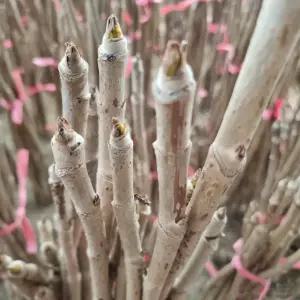 민두릅나무 묘목 (키60cm전후) 두릅묘목 약용수 특용수 두릅특묘