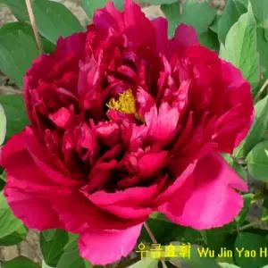 우금요휘 겹꽃 목단 나무 묘목 개화주 3지 모란 봄꽃 조경나무 (목하원예조경)