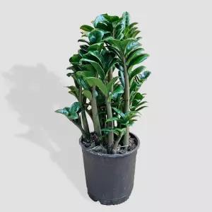 보석 금전수 중형 관엽식물 실내화초 인테리어 공기정화식물