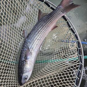 보리숭어 필렛 300g 내외