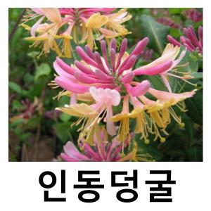 인동덩굴 인동초 야생화 7치화분