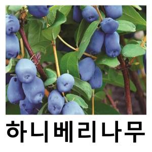 하니베리나무 묘목 하스카프 인디고잼 삽목2년 포트