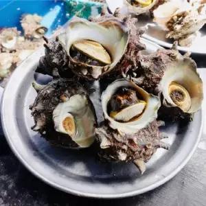 제철 자연산 뿔소라 1kg 8미 소라 회 구이