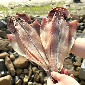 국산 반건조 민어 (200g내외) 4마리 반건조생선 생선구이 반찬 목포 여수