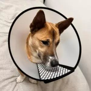 [반려] 강아지 반투명 넥카라 깔대기 1호 펫용품 애완동물용품 깔대기 모래용품