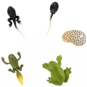 알부화 올챙이 개구리 한살이관찰 세트 편리한 비치용 교실