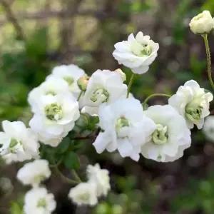 장미조팝나무 묘목 4치포트(H80cm내외) 1개