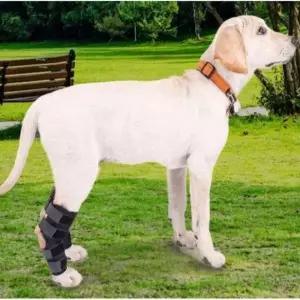 강아지 무릎 보호대 2개 애완견 보조기 다리 패드