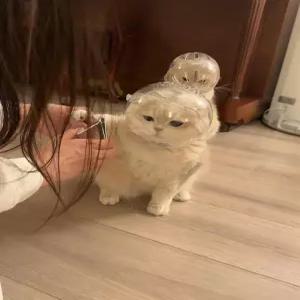 애견 투명헬멧 노견 충돌방지 강아지 고양이 보호구 덮개 귀 우주 스타일