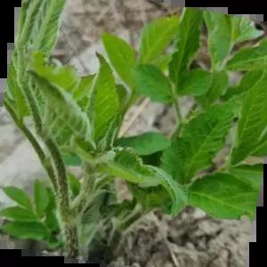 약용뿌리 땅두릅 두릅 독활 산야초 종자 품종 씨 씨앗 2000립