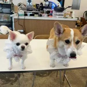 [에이치플러스몰]스카프 핑크 S 레이스 강아지 케이프