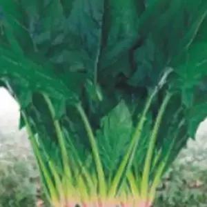 월동시금치 시금치 야채 채소 식물 씨 종자 씨앗 400g