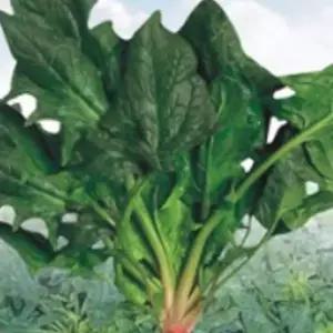 섬초 동초 시금치 야채 채소 식물 씨 종자 씨앗 400g