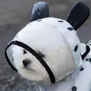 [반려] 점패턴 애견 판초 반려견 우비 망토 비오는날 산책