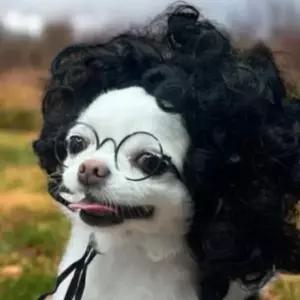 [반려] 강아지 인형 머리 장식 사진용 미용 소품 애완견 웨이브 스타일