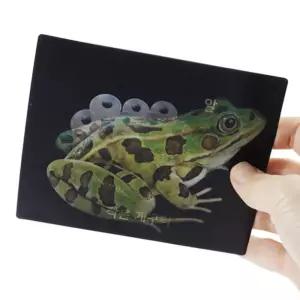 동식물 한살이 성장 움직이는사진 과학 양면카드18p 관찰 특수반 키트 놀이 어린이