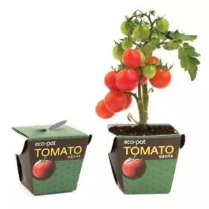 화분 관찰 재배 방울토마토 키트 키우기 미니 식물