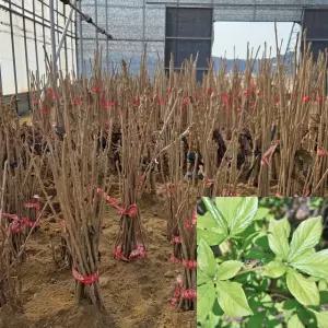 토종오가피나무 묘목 (실생1년생) 특묘 오갈피 특용수 약용수